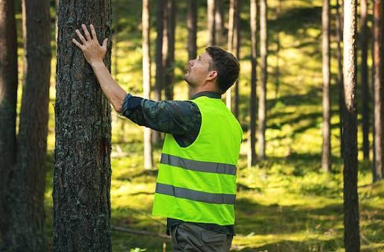 Forest management